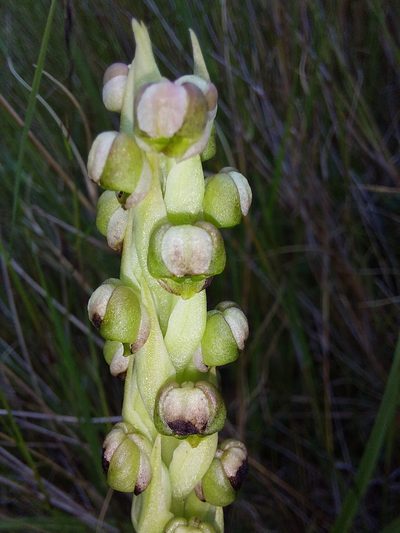 Corycium dracomontanum, photographed by Manuel R Popp