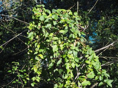 Reynoutria multiflora, photographed by 葉子