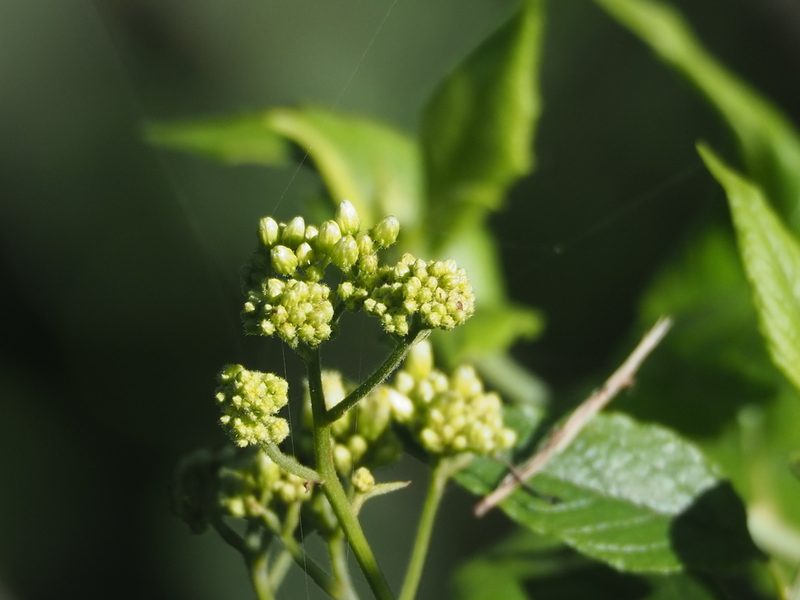 Microglossa pyrifolia, photographed by 葉子