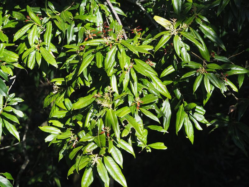 Lithocarpus hancei, photographed by 葉子