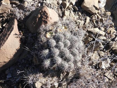 Cochemiea conoidea, photographed by Leticia Jiménez Hernández
