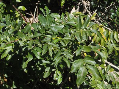 Wisteriopsis reticulata, photographed by 葉子