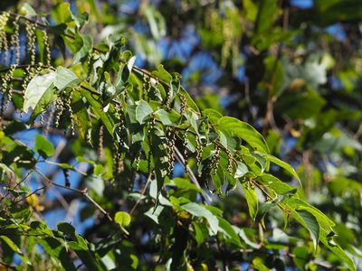 Stachyurus himalaicus, photographed by 葉子