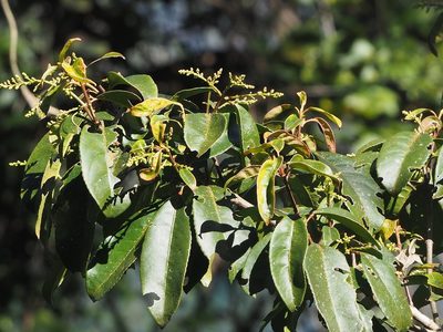 Staphylea formosana, photographed by 葉子