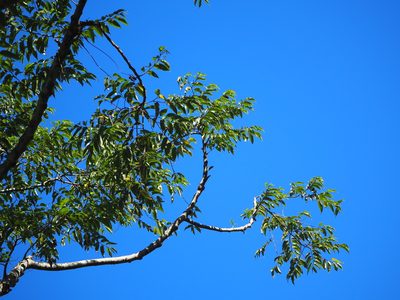 Trema orientale, photographed by 葉子