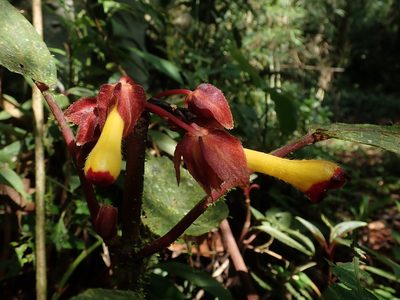 Glossoloma tetragonoides, photographed by Nolan Exe