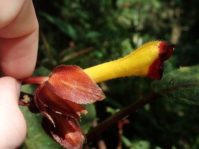 Glossoloma tetragonoides, photographed by Nolan Exe