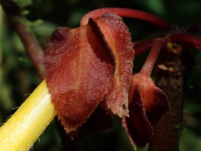 Glossoloma tetragonoides, photographed by Nolan Exe