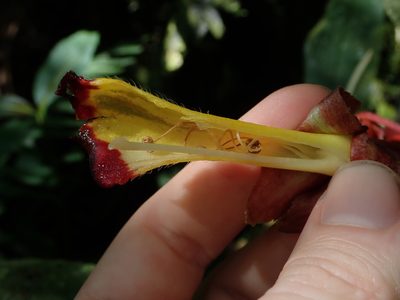 Glossoloma tetragonoides, photographed by Nolan Exe