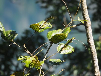 Mucuna macrocarpa, photographed by 葉子