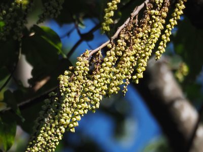 Stachyurus himalaicus, photographed by 葉子