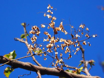 Reynoutria multiflora, photographed by 葉子