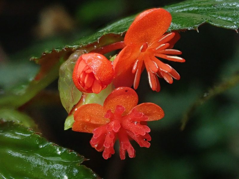 Begonia urticae, photographed by Nolan Exe
