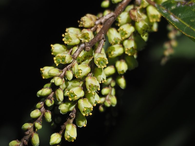 Stachyurus himalaicus, photographed by 葉子