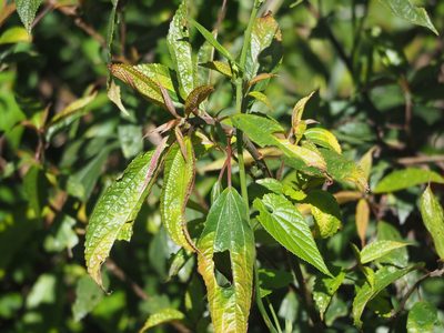 Oreocnide pedunculata, photographed by 葉子