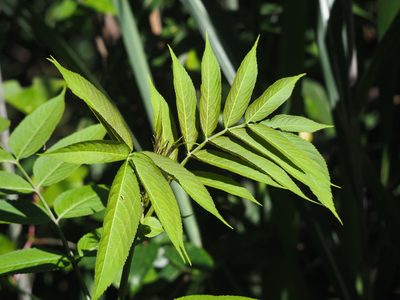Sambucus javanica, photographed by 葉子