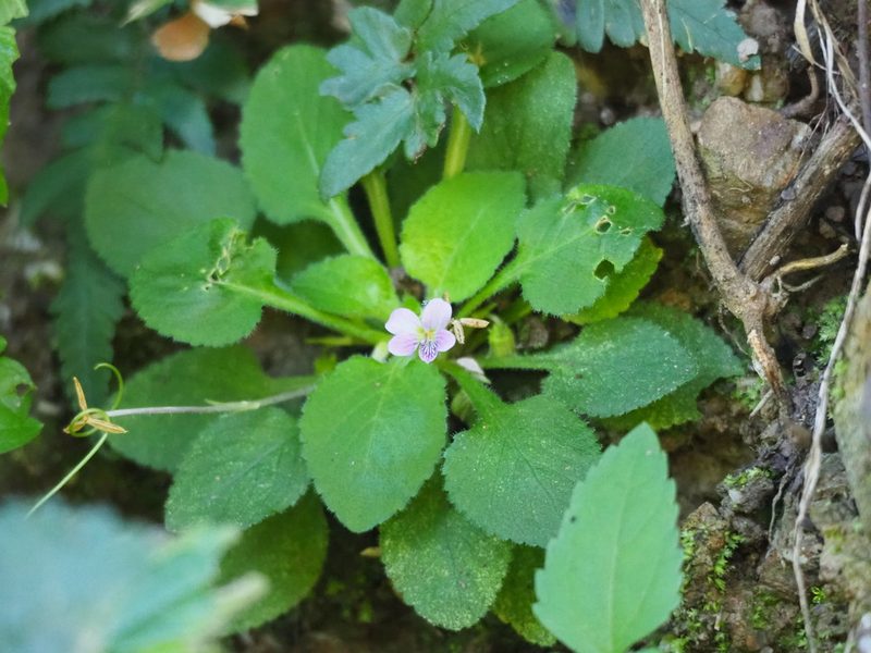 Viola diffusa, photographed by 葉子