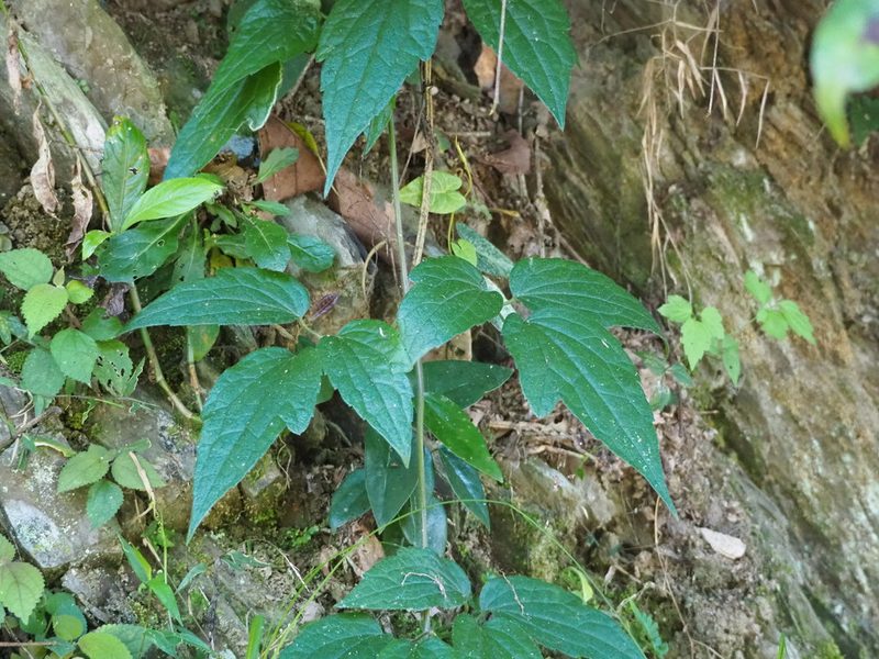 Clematis leschenaultiana, photographed by 葉子