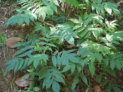 Sambucus javanica, photographed by 葉子