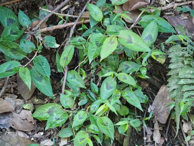 Persicaria chinensis, photographed by 葉子