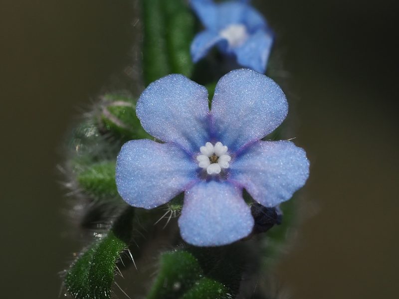 Thyrocarpus sampsonii, photographed by 葉子