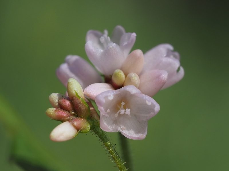 Polygonum senticosum, photographed by 葉子
