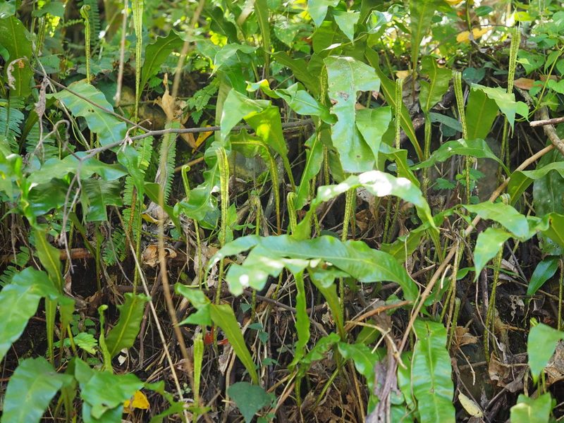 Lepisorus fortuni, photographed by 葉子