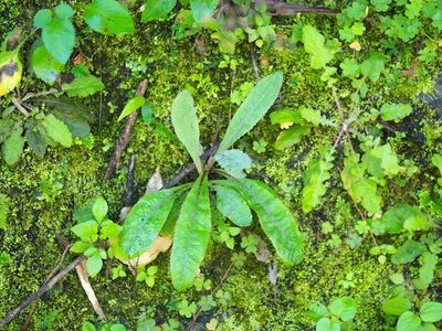 Sonchus arvensis, photographed by 葉子