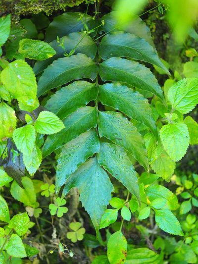 Cyrtomium devexiscapulae, photographed by 葉子