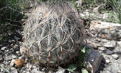 Sclerocactus unguispinus, photographed by Alejandro Sigala Chávez