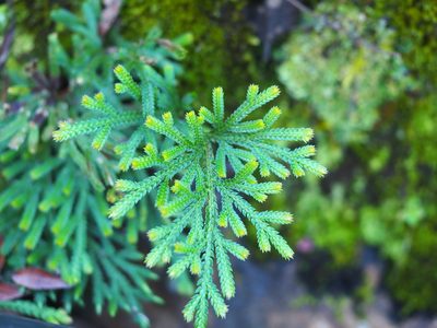 Selaginella stauntoniana, photographed by 葉子