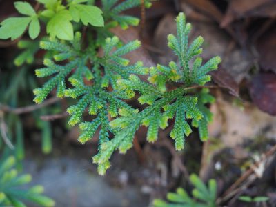 Selaginella stauntoniana, photographed by 葉子