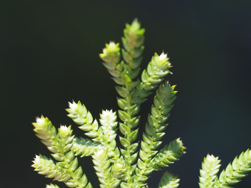 Selaginella stauntoniana, photographed by 葉子