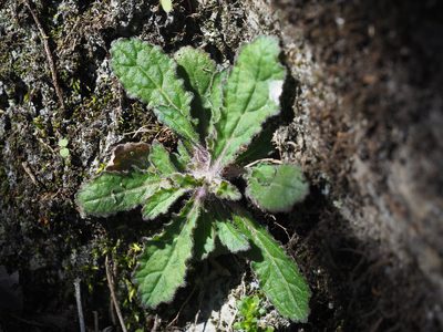 Ajuga taiwanensis, photographed by 葉子