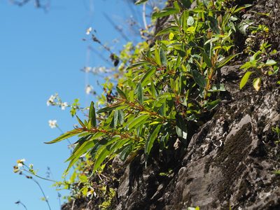 Boehmeria densiflora, photographed by 葉子