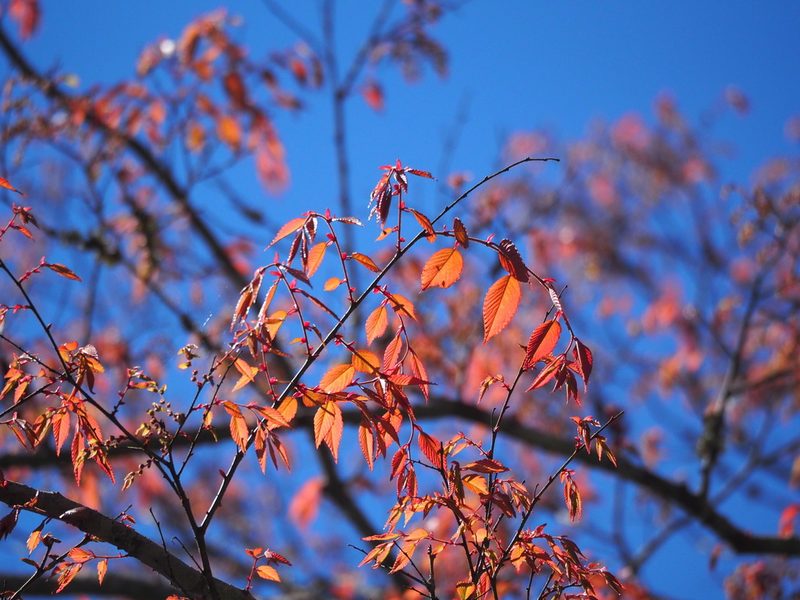 Zelkova serrata, photographed by 葉子