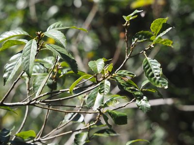 Quercus glauca, photographed by 葉子