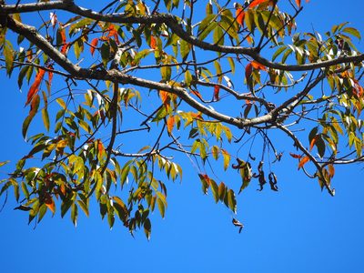 Toxicodendron succedaneum, photographed by 葉子