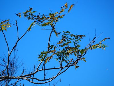 Sapindus mukorossi, photographed by 葉子