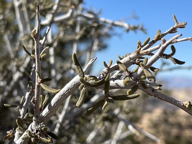 Cercocarpus intricatus, photographed by Bobby McCabe