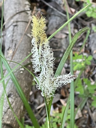 Carex barbarae, photographed by Dutza K.