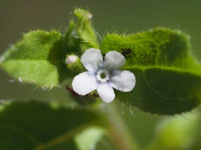 Bothriospermum zeylanicum, photographed by 葉子