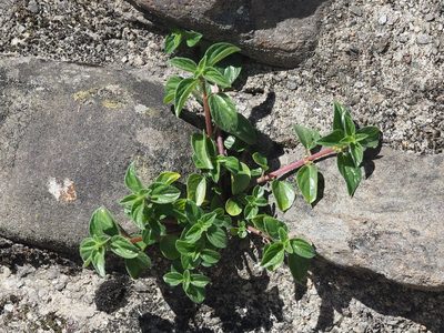 Pouzolzia zeylanica, photographed by 葉子