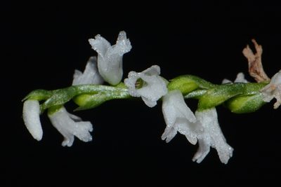 Spiranthes tuberosa, photographed by Brian Finzel