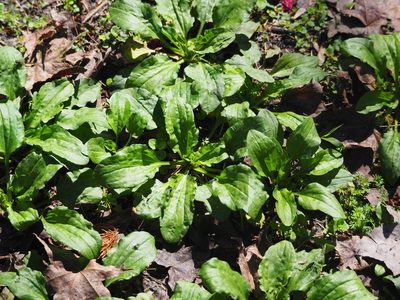 Plantago asiatica, photographed by 葉子