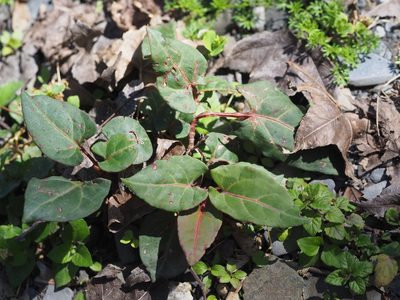 Reynoutria multiflora, photographed by 葉子