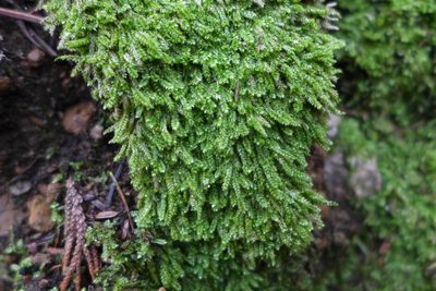 Pseudotaxiphyllum elegans, photographed by Todd Huang