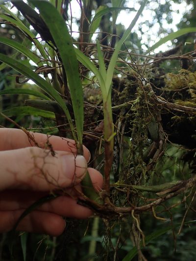 Maxillaria acuminata, photographed by Nolan Exe