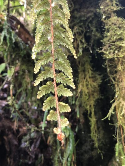 Hymenophyllum tomentosum, photographed by Skjold Søndergaard