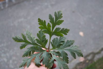 Geranium yeoi, photographed by Joe Potter Butler